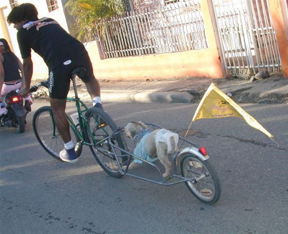 Carnaval Vegano 2004