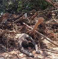 Fotos de Inundaciones Area de Jimaní, Republica Dominicana Mayo 24, 2004