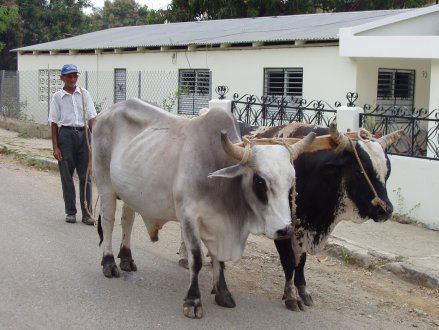Juncalito, Jánico, Santiago, Republica Dominicana.